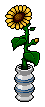 Sonnenblume