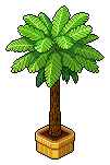 Bolly-Palme