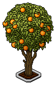 Orangenbaum