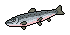 Lachs